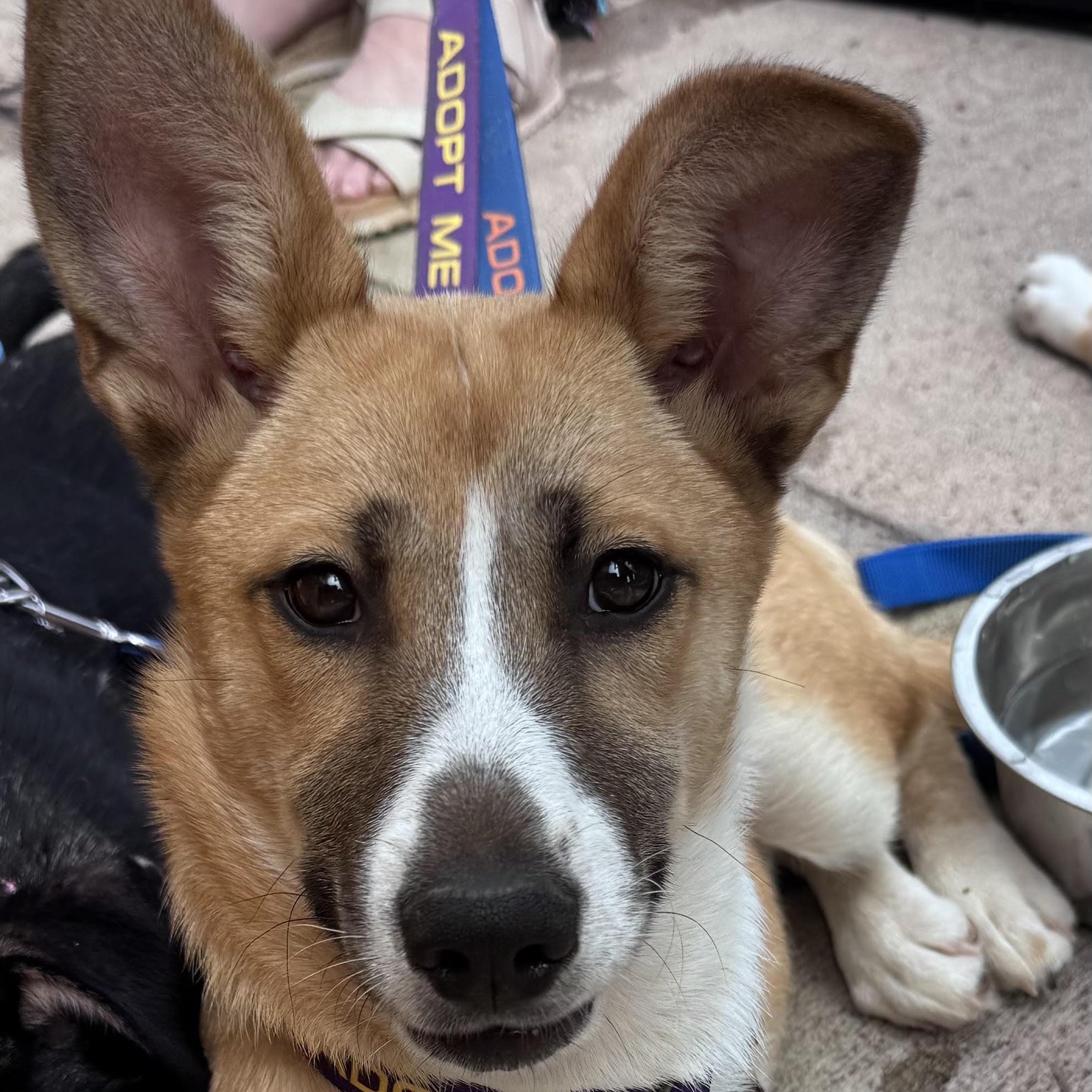 Gardenia, a ADOPTABLE mixed breed in Water Valley, MS image 1/6