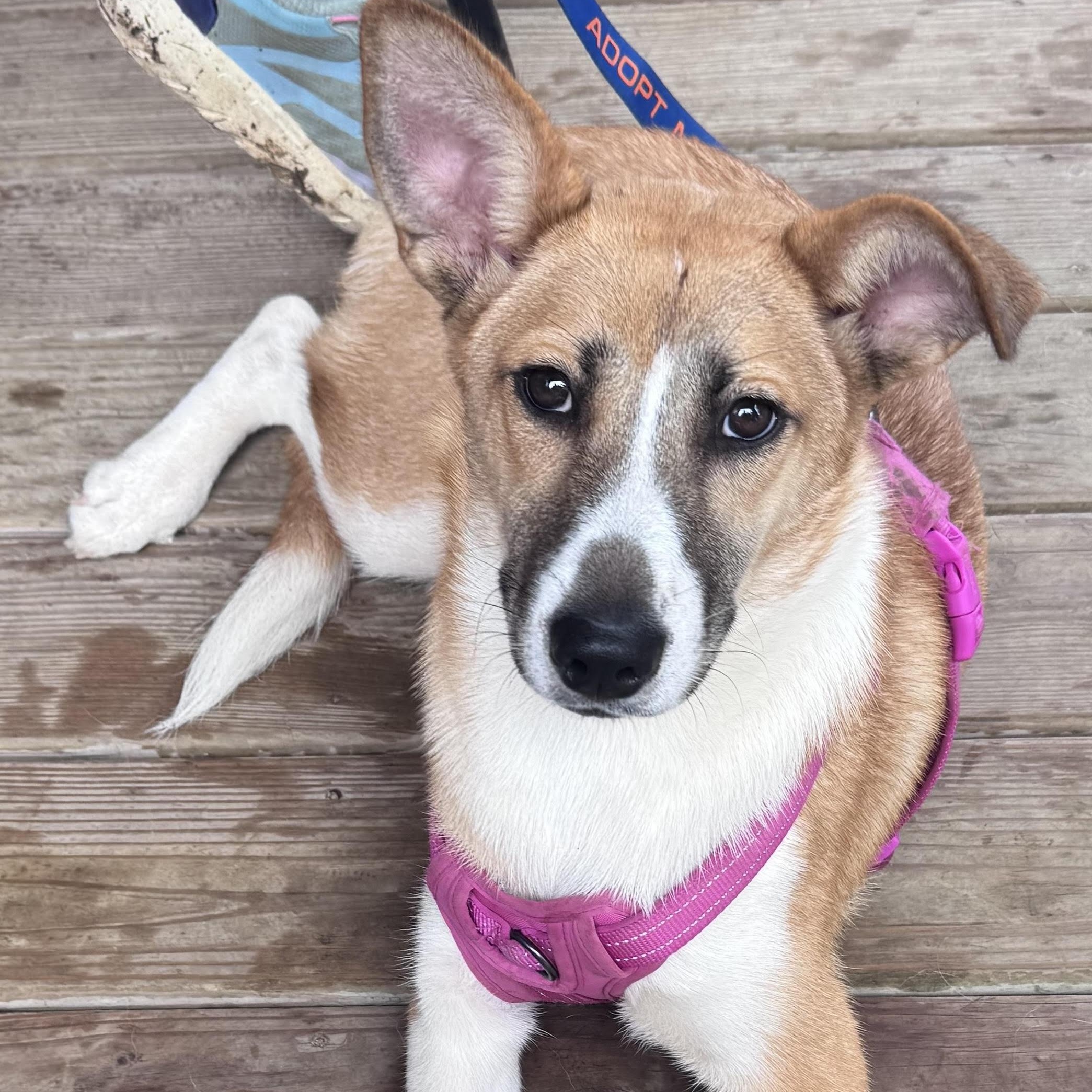 Enlarge Gardenia, a ADOPTABLE mixed breed in Water Valley, MS image 3/6