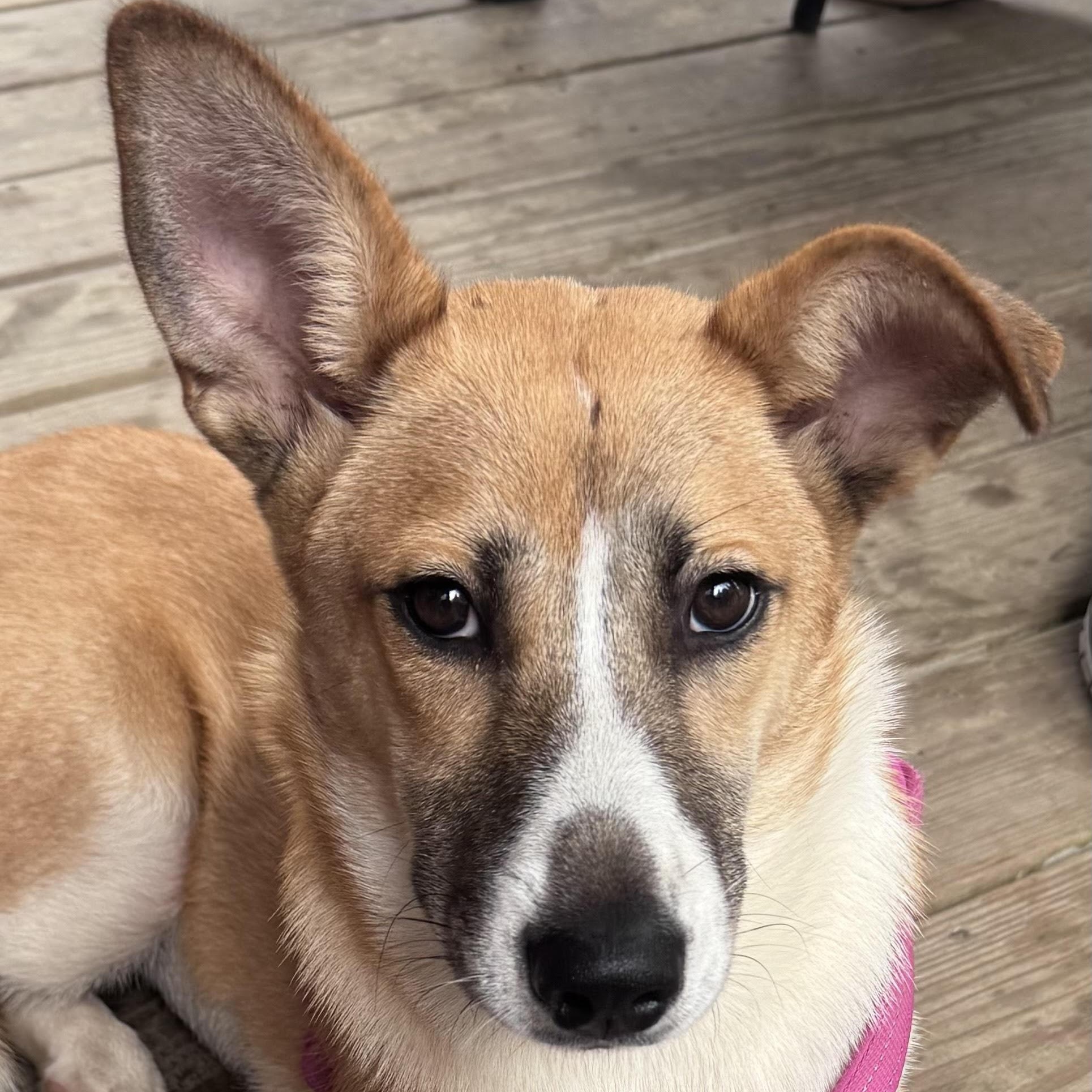 Gardenia, ADOPTABLE, Young Female Husky & Shepherd.