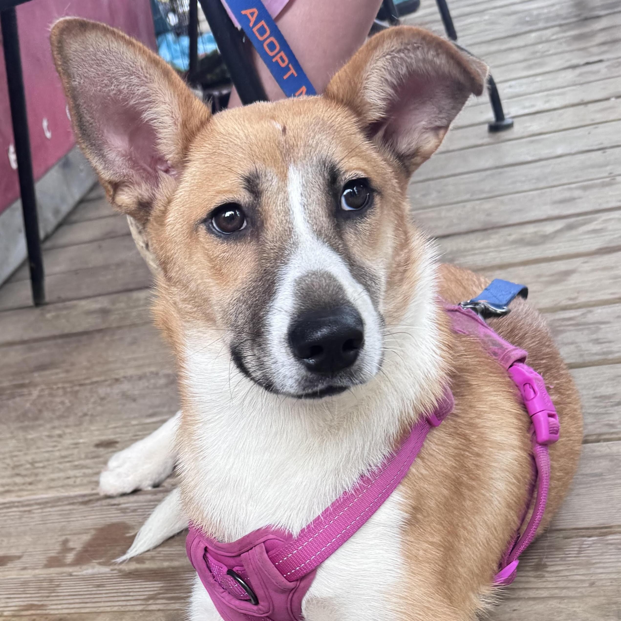 Enlarge Gardenia, a ADOPTABLE mixed breed in Water Valley, MS image 2/6