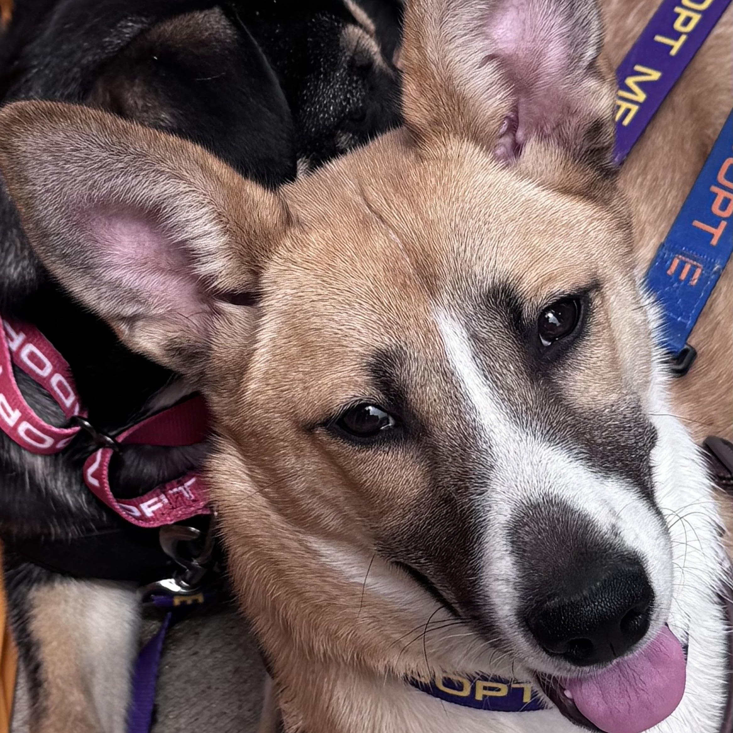 Gardenia, a ADOPTABLE mixed breed in Water Valley, MS image 5/6