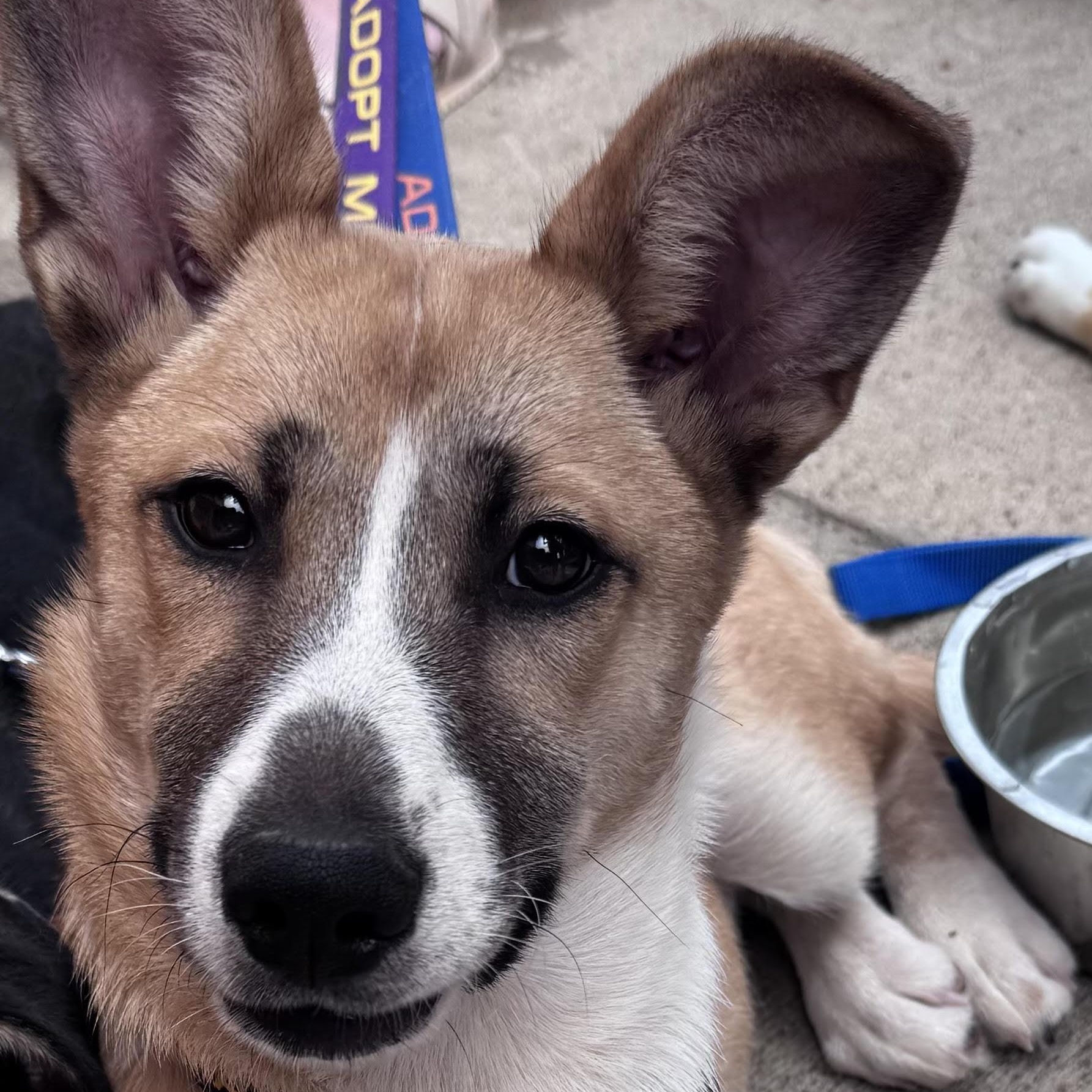 Gardenia, a ADOPTABLE mixed breed in Water Valley, MS image 3/6