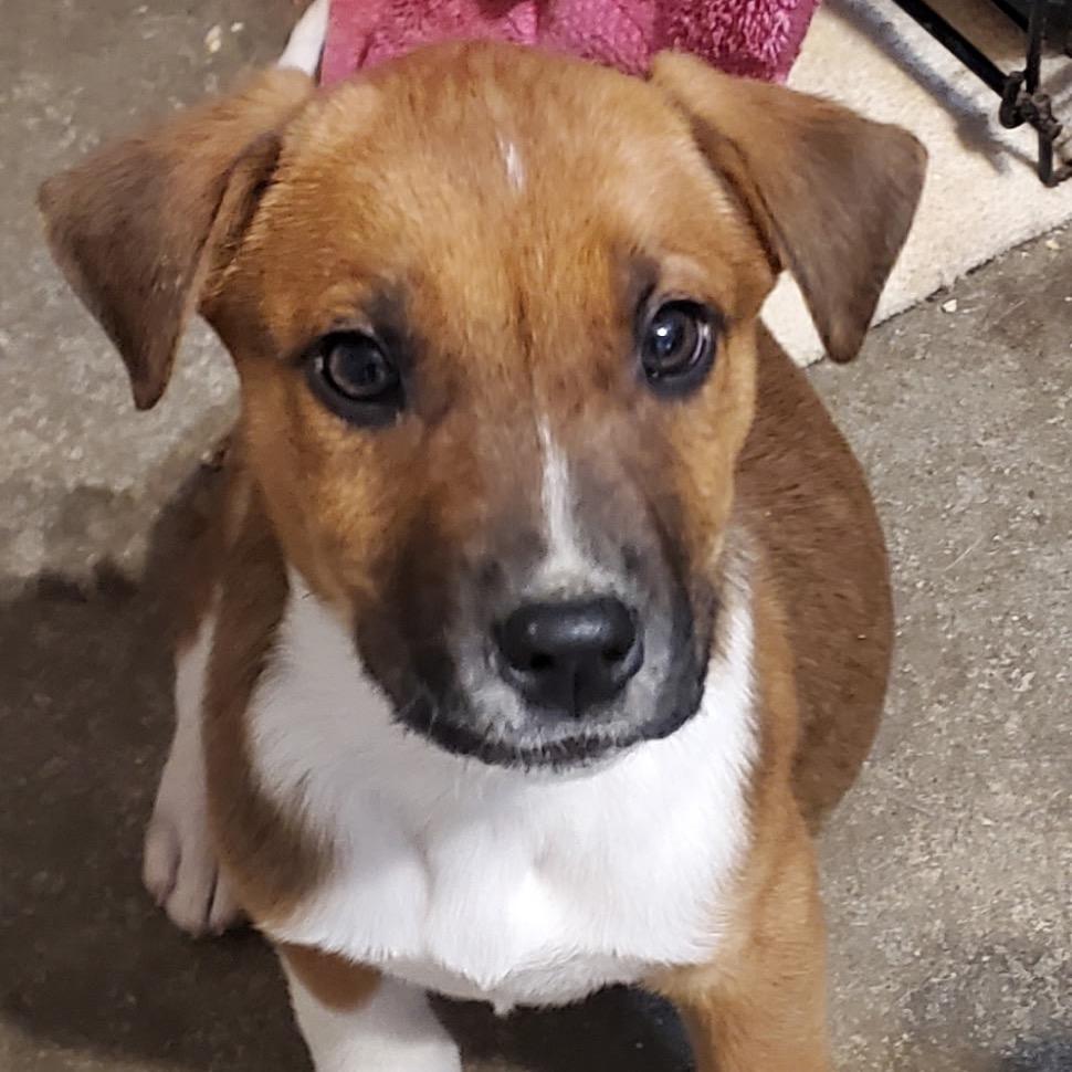 Enlarge Banjo, a ADOPTABLE Mixed Breed in Louisville, KY image 1/1