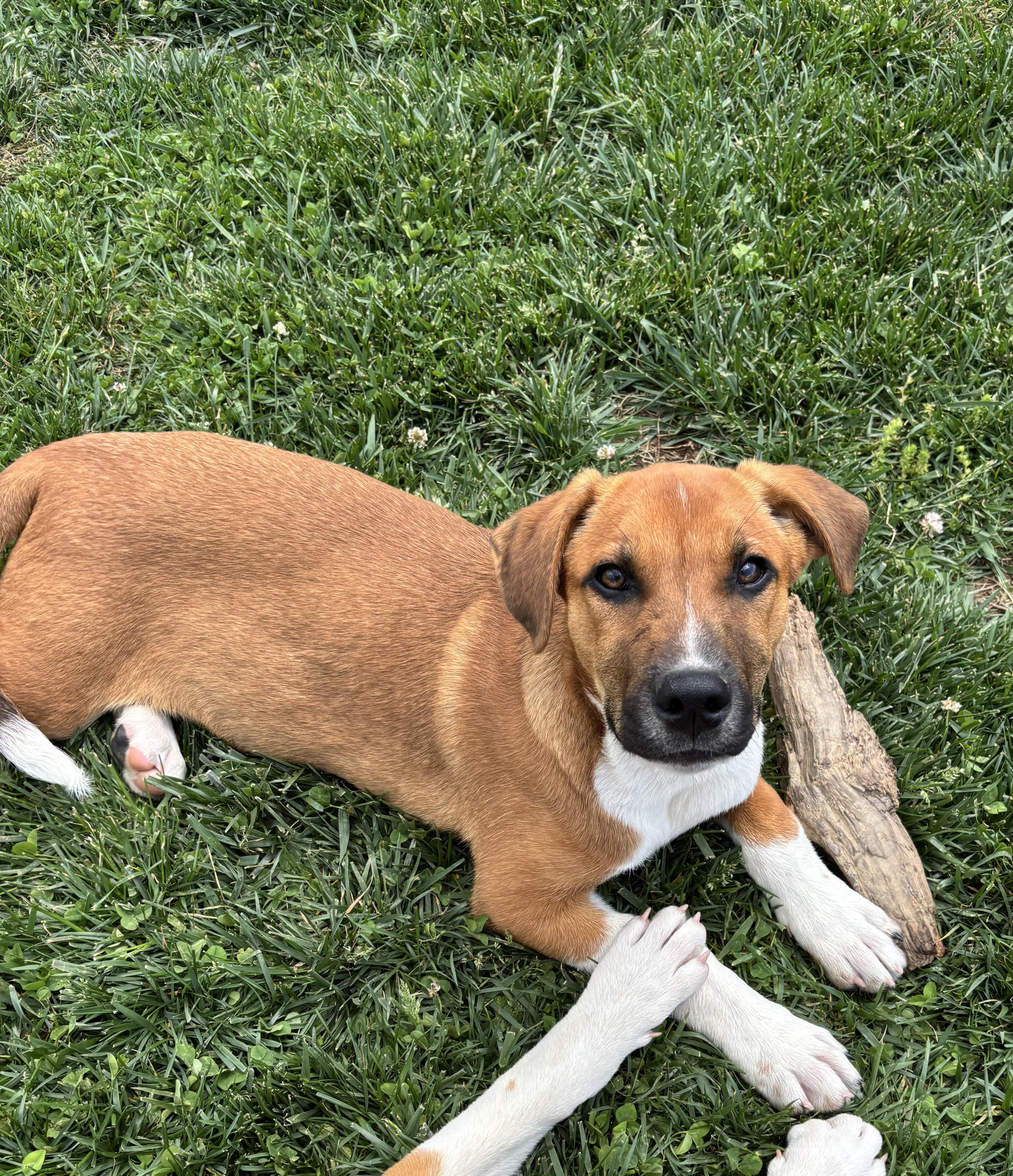 Enlarge Banjo, a ADOPTABLE Mixed Breed in Louisville, KY image 2/2