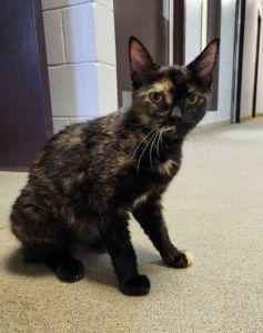 Marigold, Adult Female Domestic Short Hair