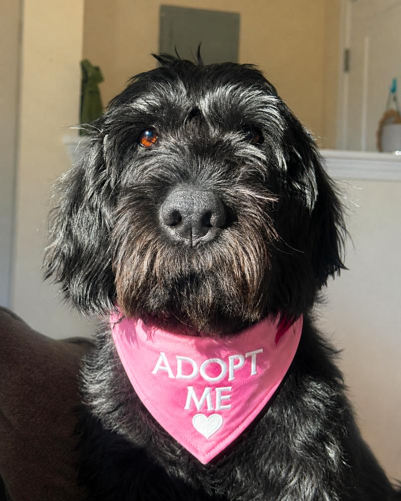 Enlarge Berrylicious, a Adoptable mixed breed in Wayne, NJ image 2/6