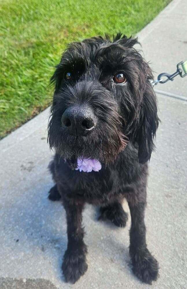 Enlarge Berrylicious, a Adoptable mixed breed in Wayne, NJ image 6/6