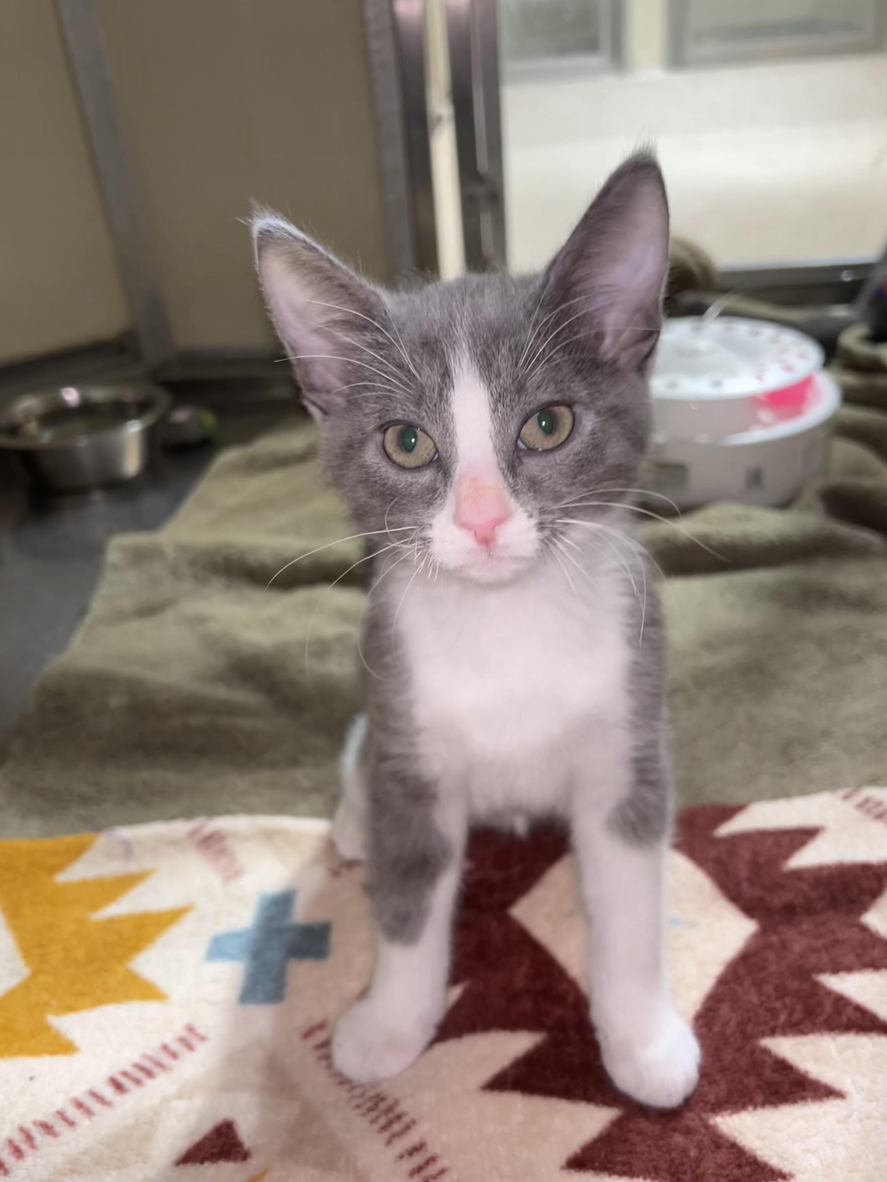 Enlarge Sully, a ADOPTABLE Domestic Short Hair in Walker, MI image 2/5