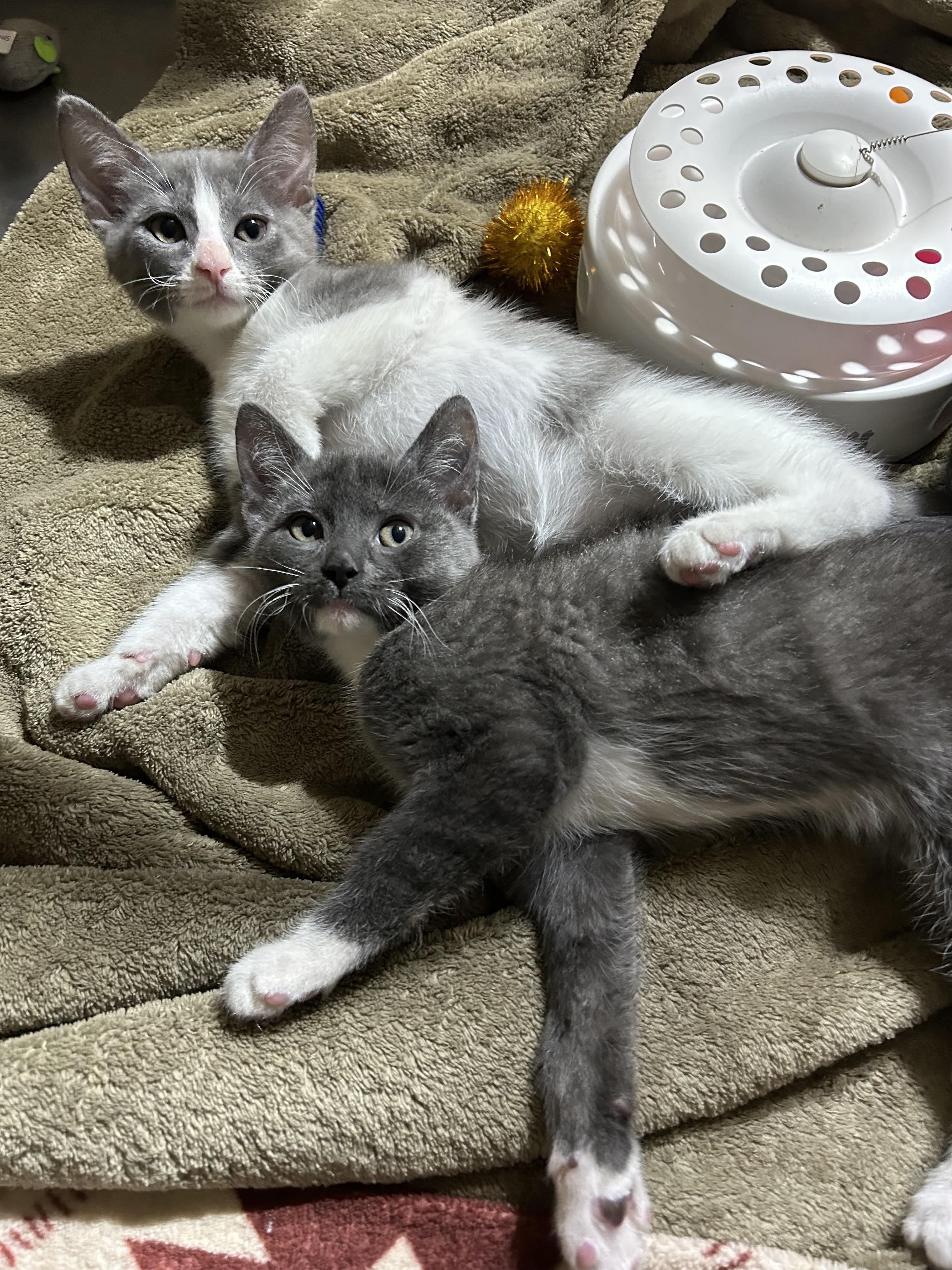 Enlarge Sully, a ADOPTABLE Domestic Short Hair in Walker, MI image 4/5