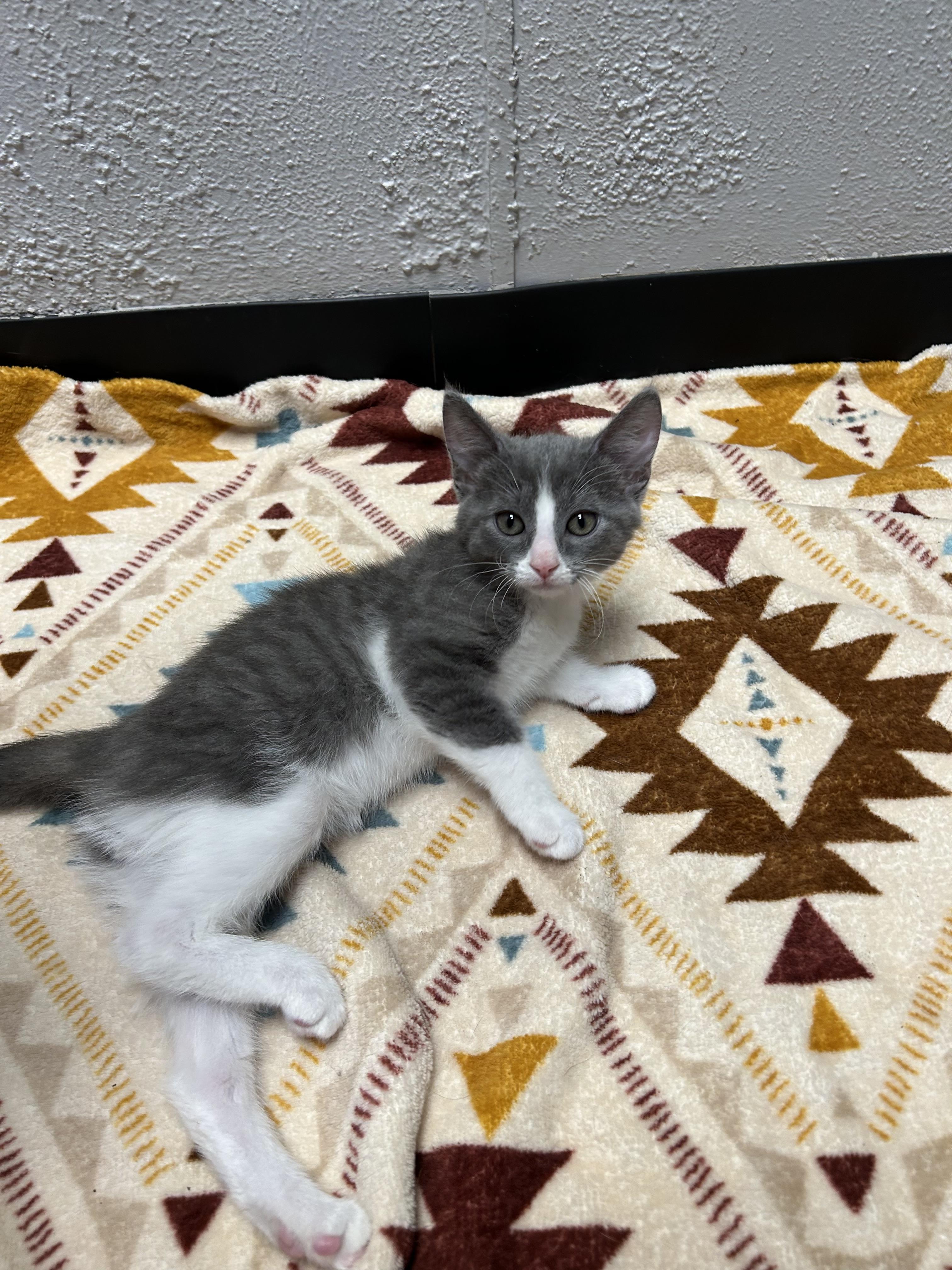 Enlarge Sully, a ADOPTABLE Domestic Short Hair in Walker, MI image 5/5