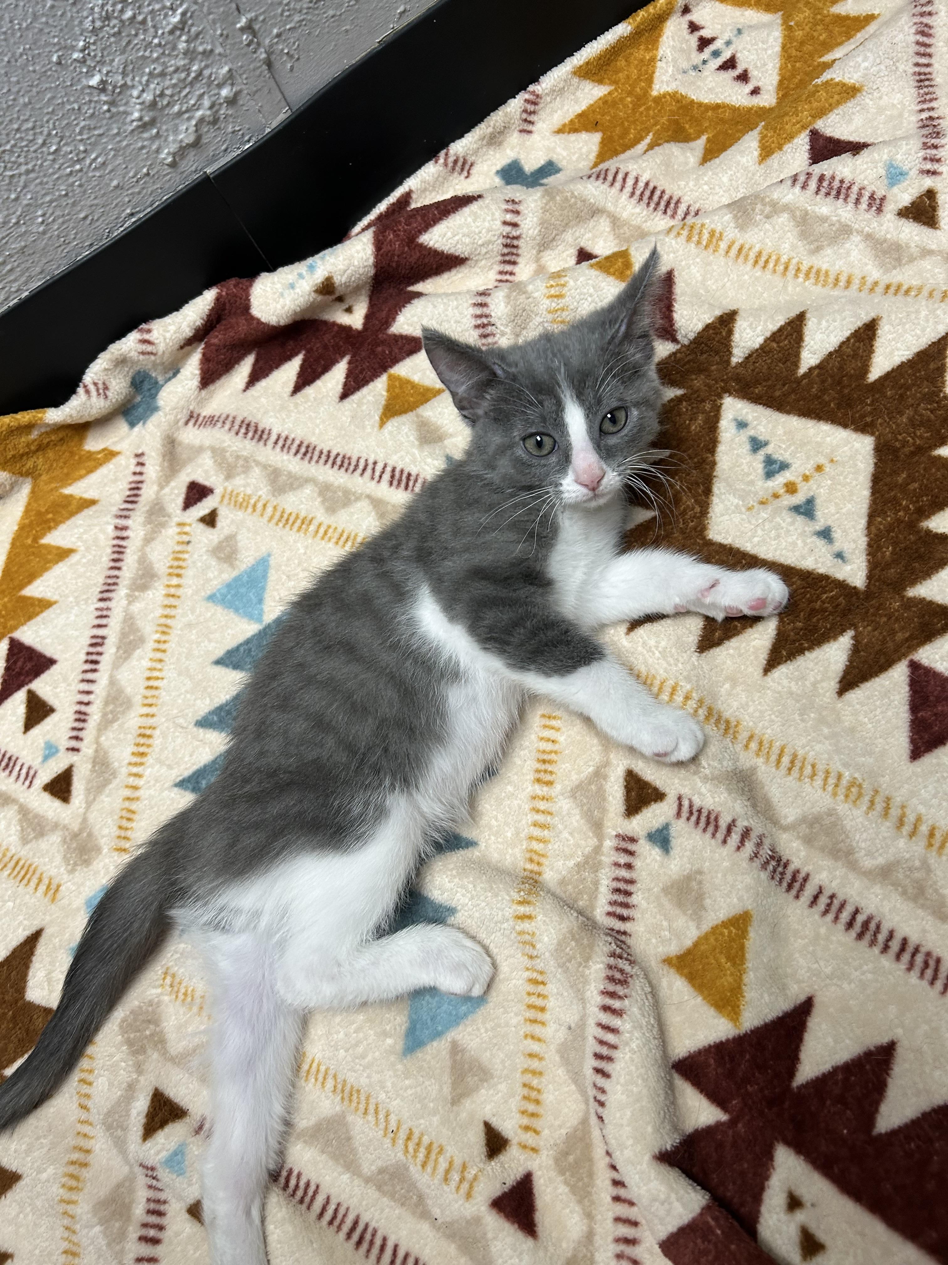 Enlarge Sully, a ADOPTABLE Domestic Short Hair in Walker, MI image 3/5