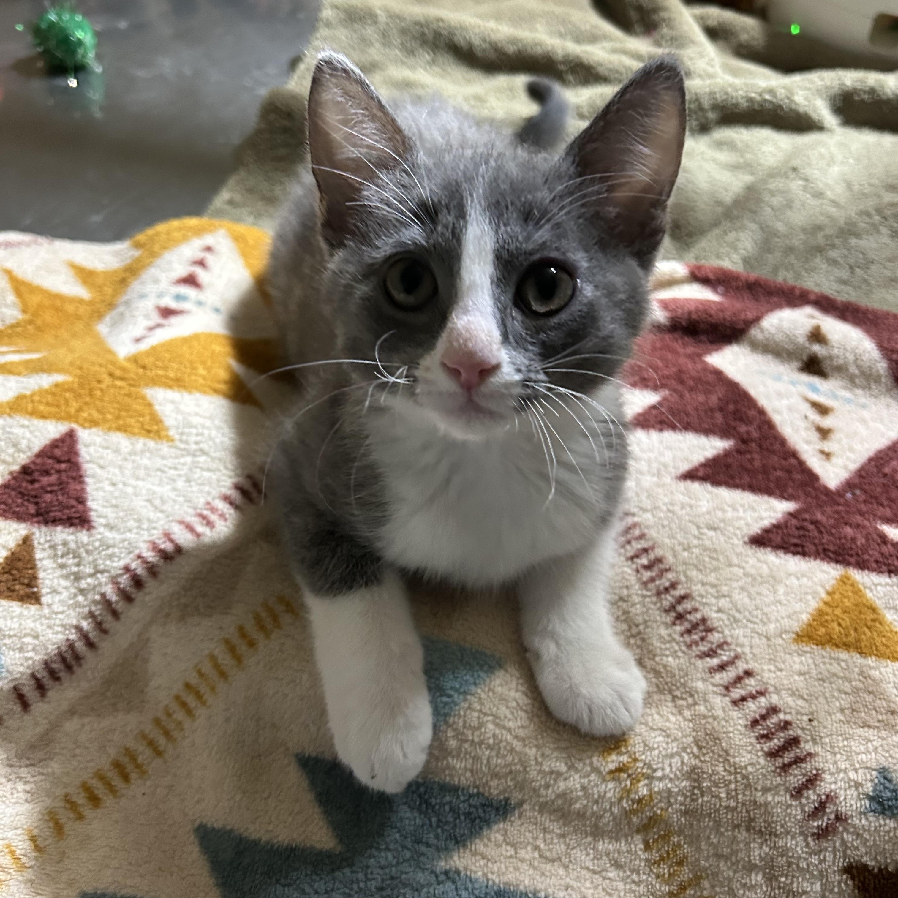 Sully, ADOPTABLE, Young Male Domestic Short Hair.