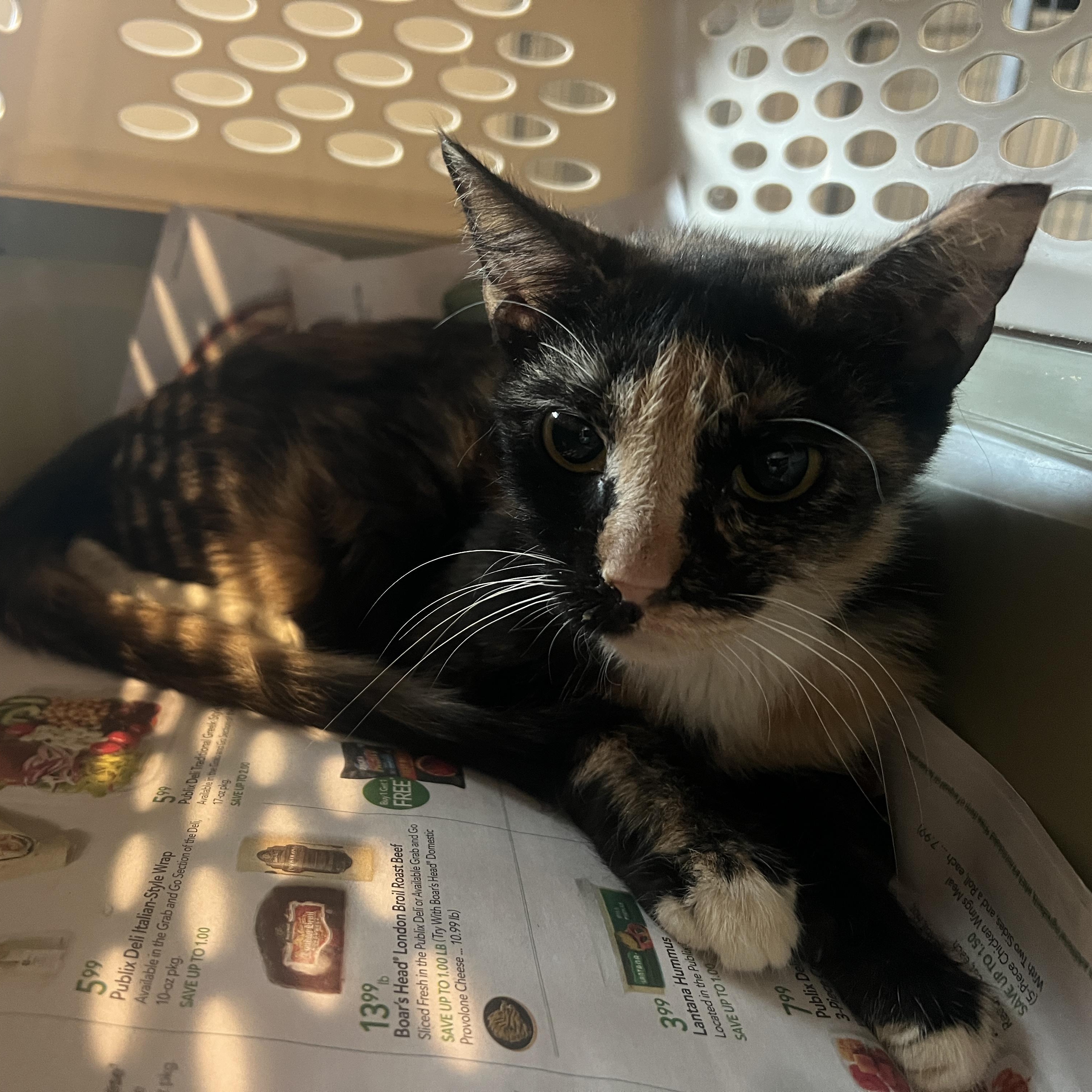 Popsicle, a Adoptable mixed breed in Youngstown, FL image 2/2