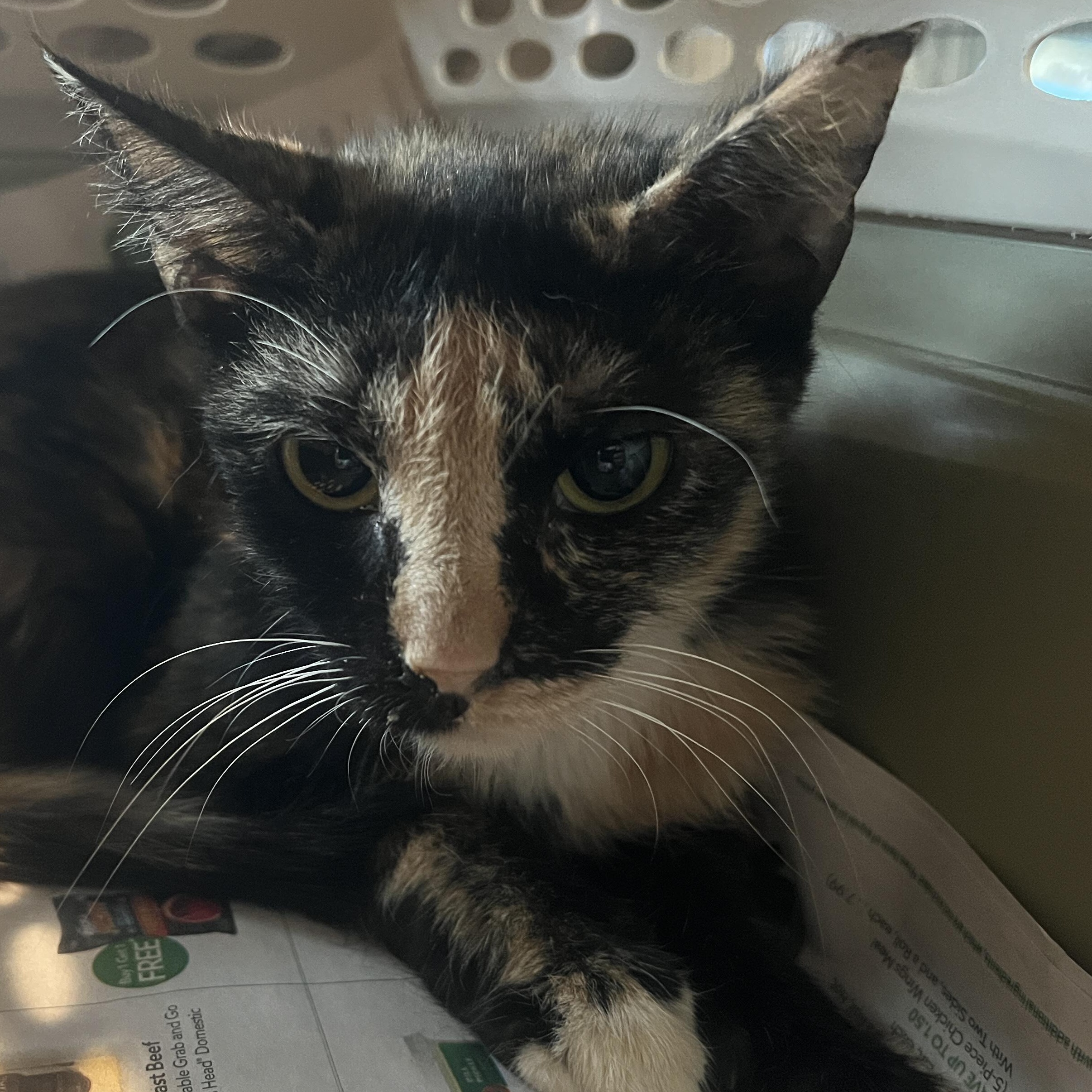 Popsicle, Adoptable, Young Female Domestic Medium Hair.