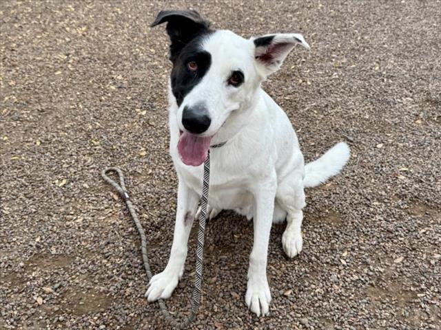 OAKLEY, Adoptable, Adult Male German Shepherd Dog & Mixed Breed.