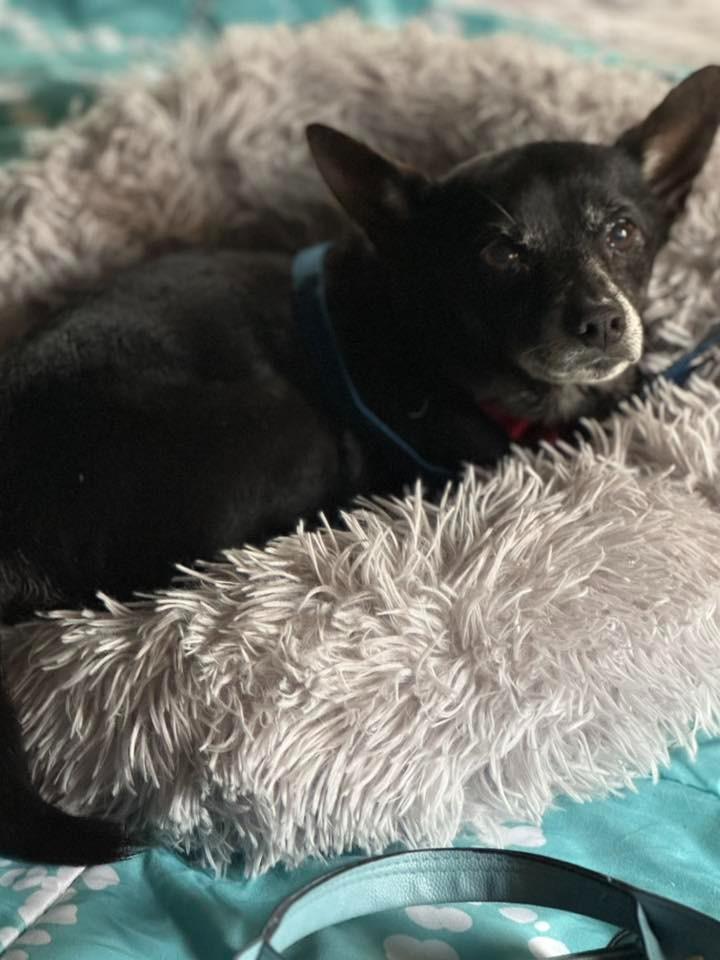 Zack, Adoptable, Senior Male Chihuahua.