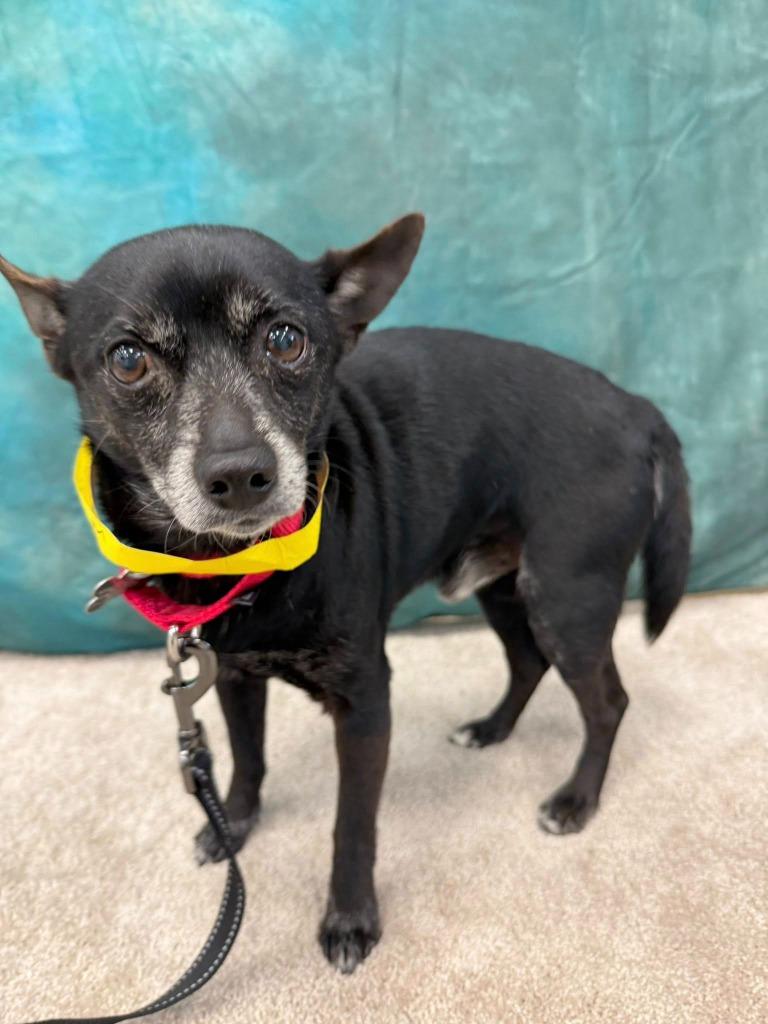 Zack, a Adoptable Chihuahua in Fond Du Lac, WI image 2/5