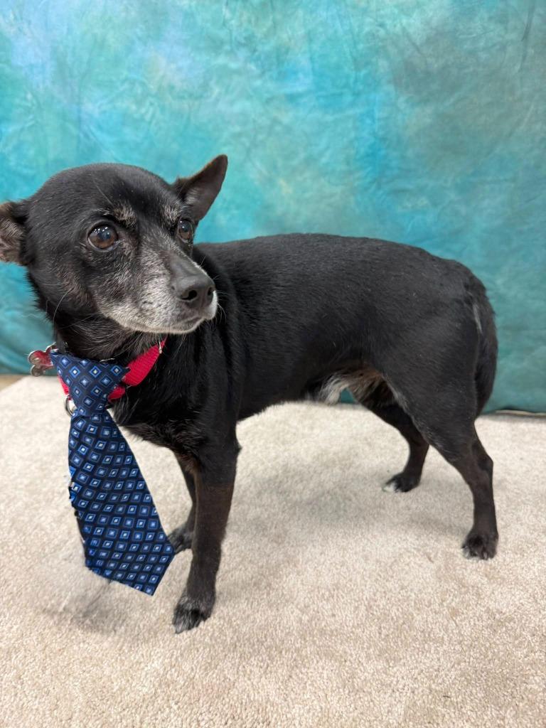 Zack, a Adoptable Chihuahua in Fond Du Lac, WI image 3/5