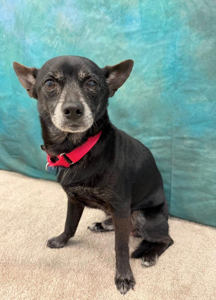 Zack, a Adoptable Chihuahua in Fond Du Lac, WI image 4/5