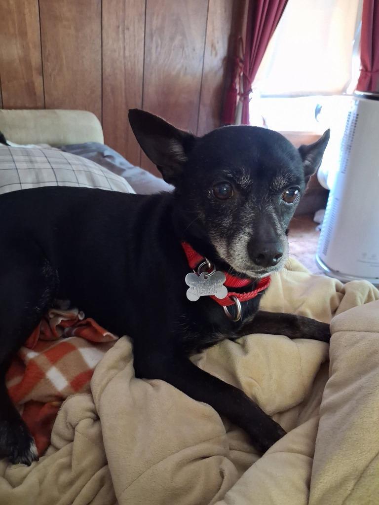 Zack, a Adoptable Chihuahua in Fond Du Lac, WI image 5/5