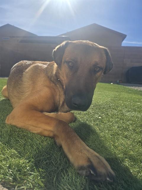 Enlarge RIO, a Adoptable Labrador Retriever in Albuquerque, NM image 1/1