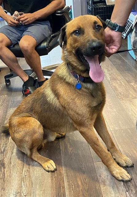 RIO, Adoptable, Young Male Labrador Retriever.