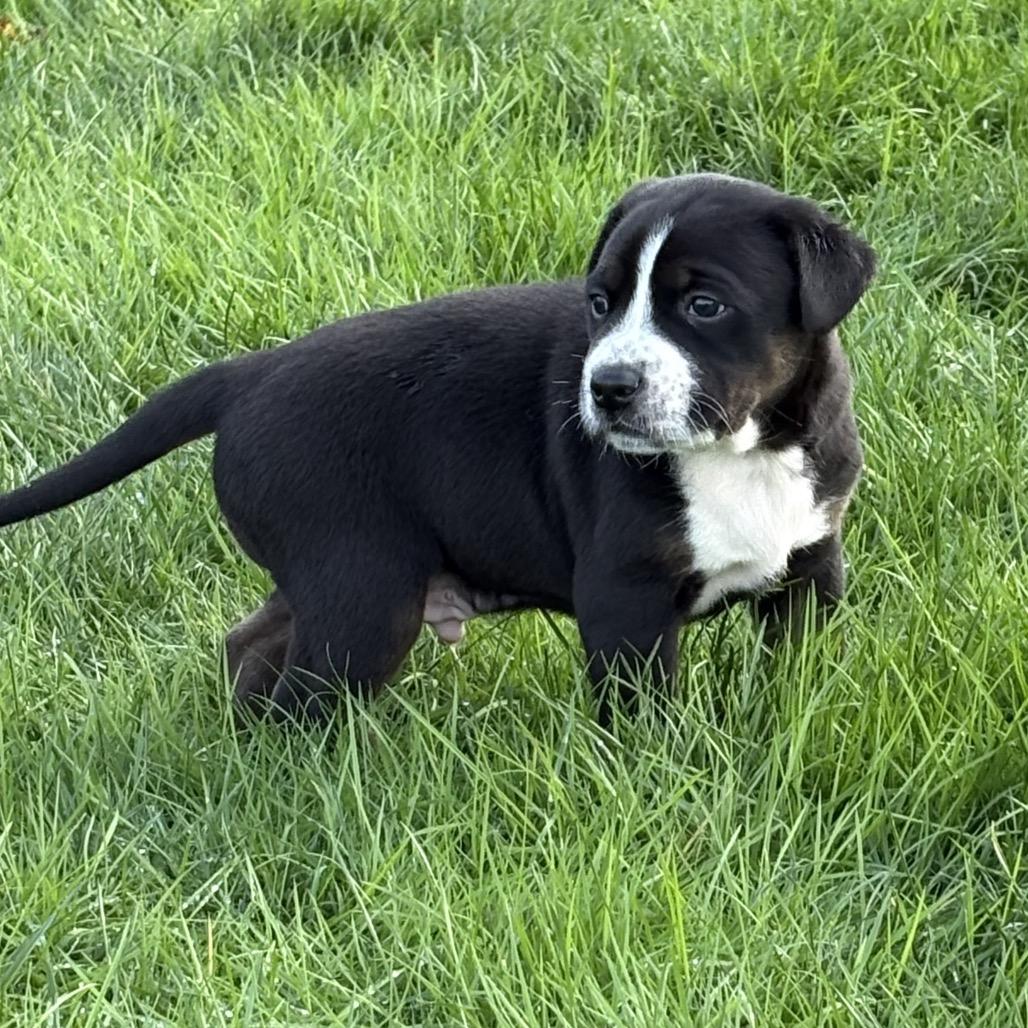 Enlarge oscar, a Adoptable mixed breed in Bellingham, WA image 1/3