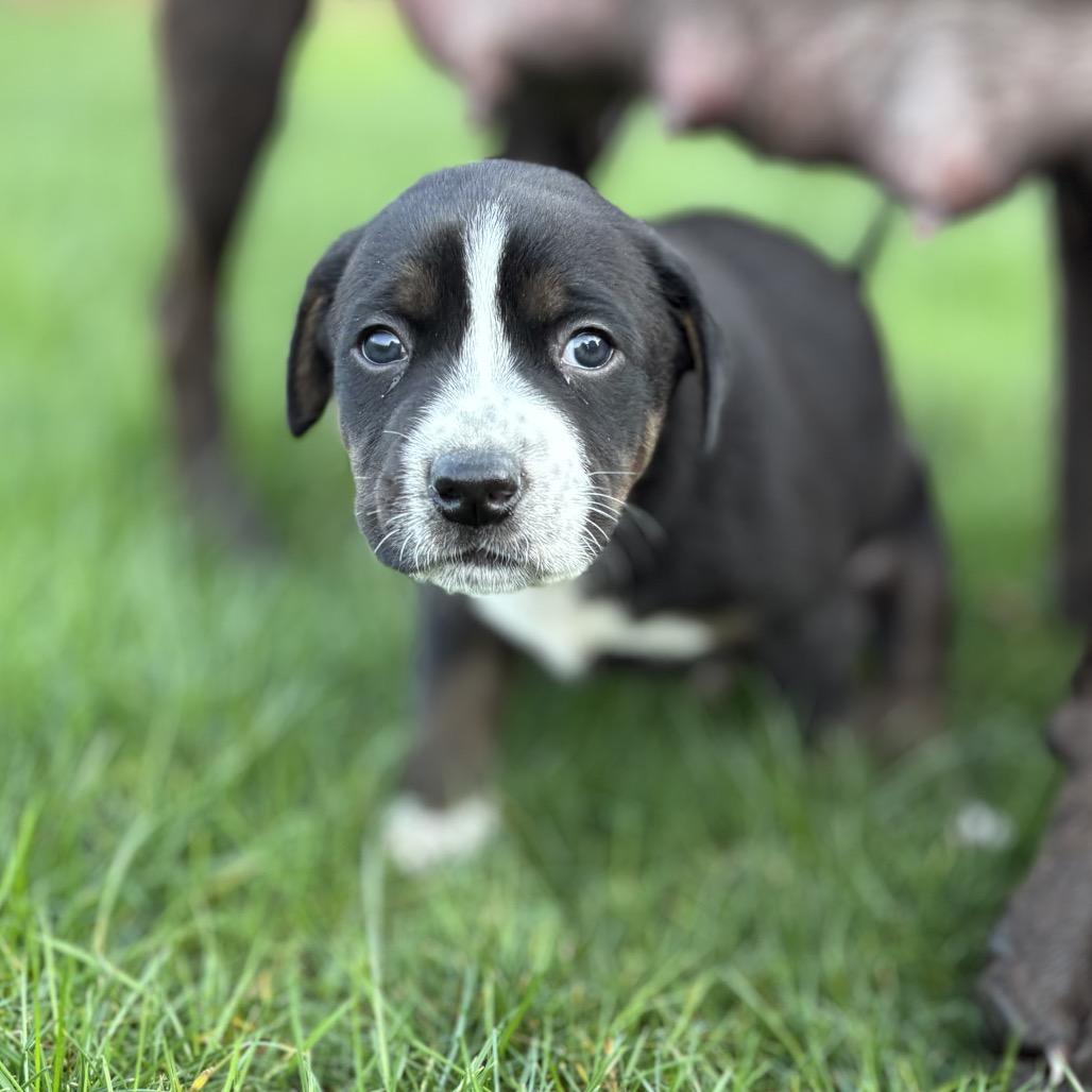 Enlarge oscar, a Adoptable mixed breed in Bellingham, WA image 2/3