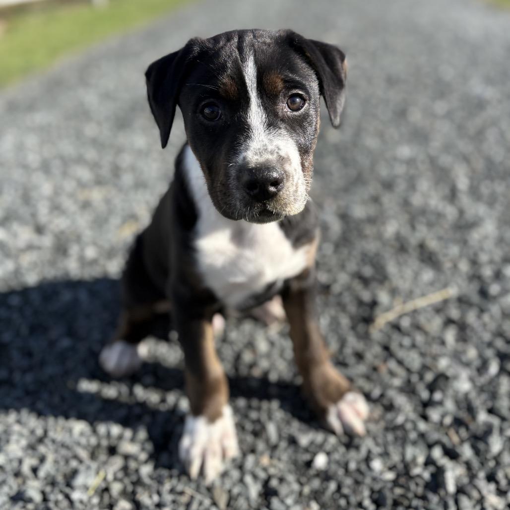 Enlarge oscar, a Adoptable mixed breed in Bellingham, WA image 3/3