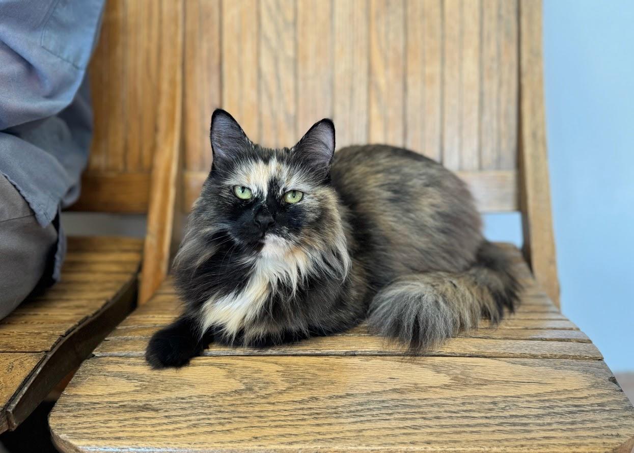 Kit Kat, Adult Female Domestic Long Hair