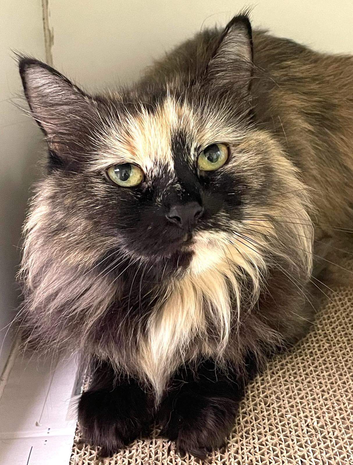 Kit Kat