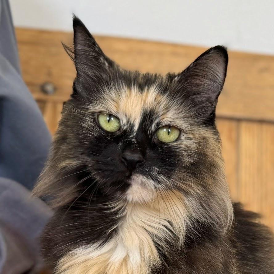 Kit Kat