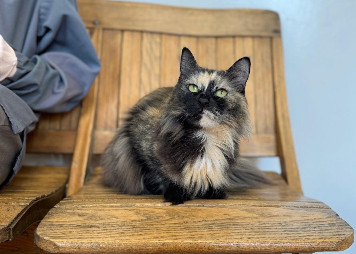 Kit Kat