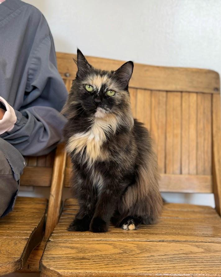 Kit Kat