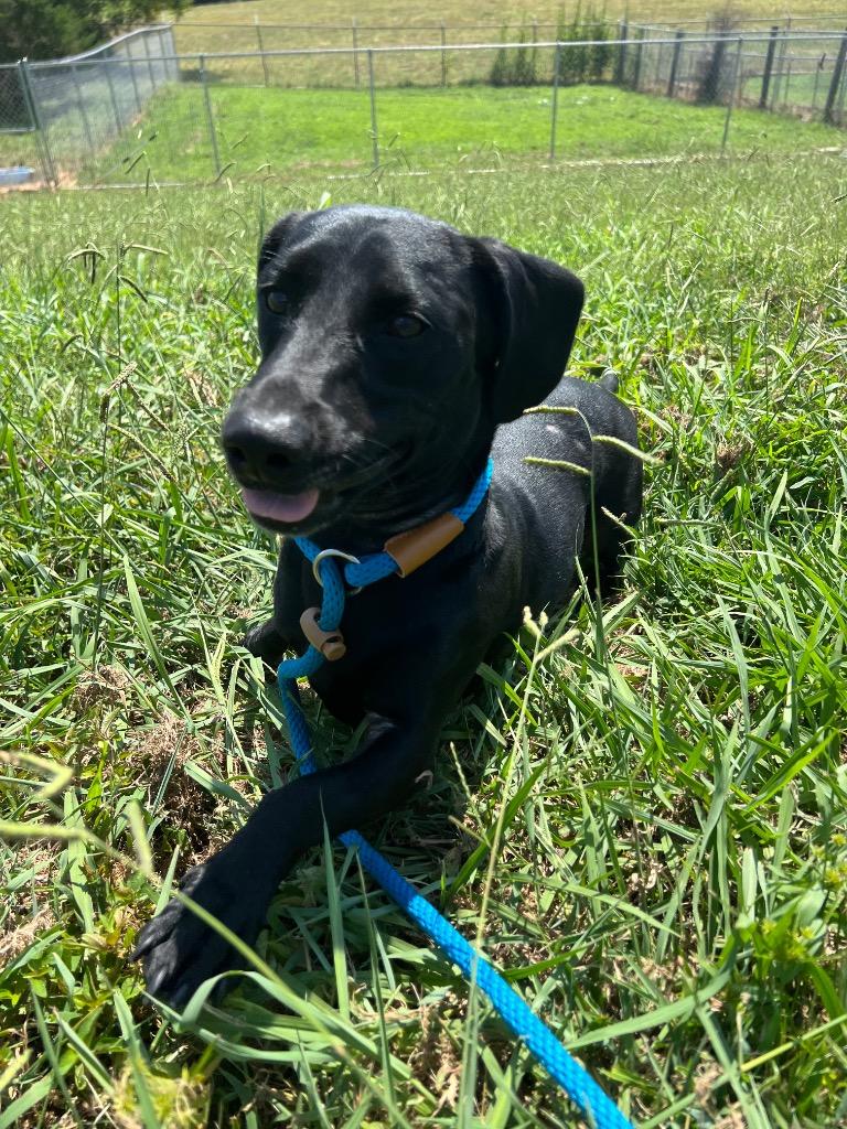 Enlarge Joy, a Adoptable mixed breed in Chickamauga , GA image 1/2
