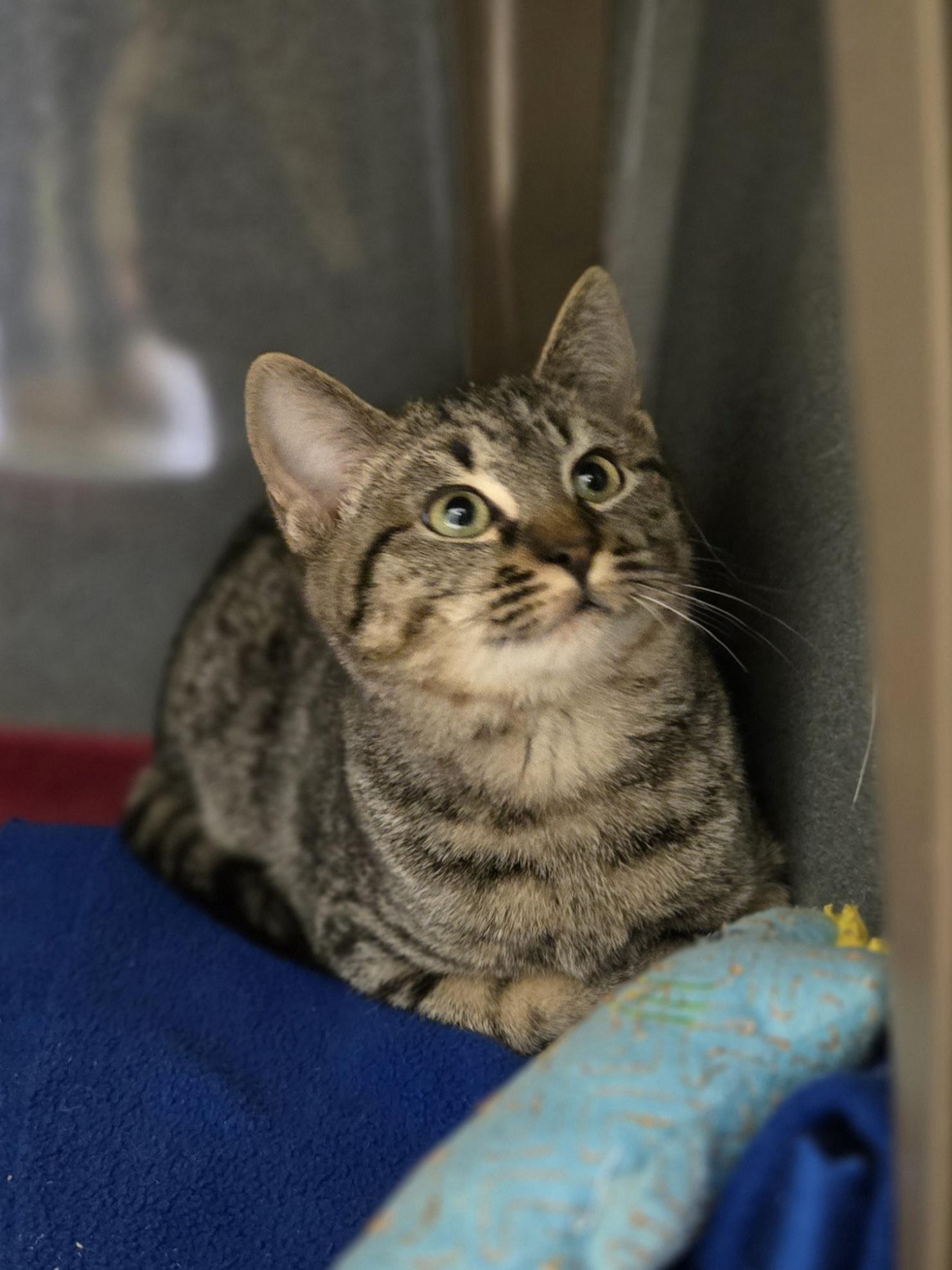 Butter, adopted, Kitten Male Domestic Short Hair.