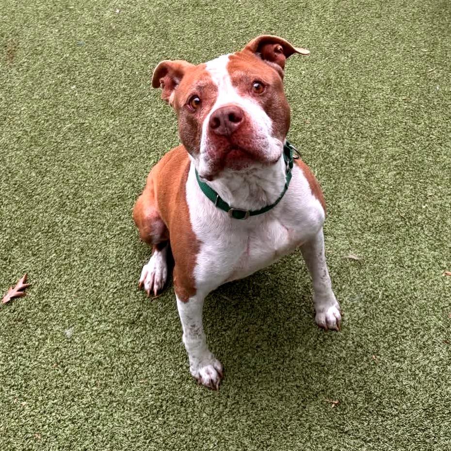 Oak, Adoptable, Adult Male Pit Bull Terrier.