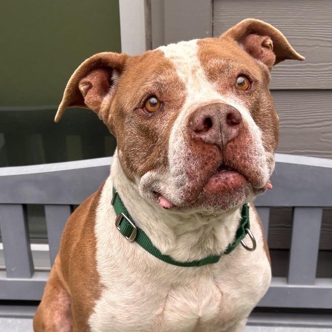 Oak, a Adoptable Pit Bull Terrier in Greensboro, NC image 2/6