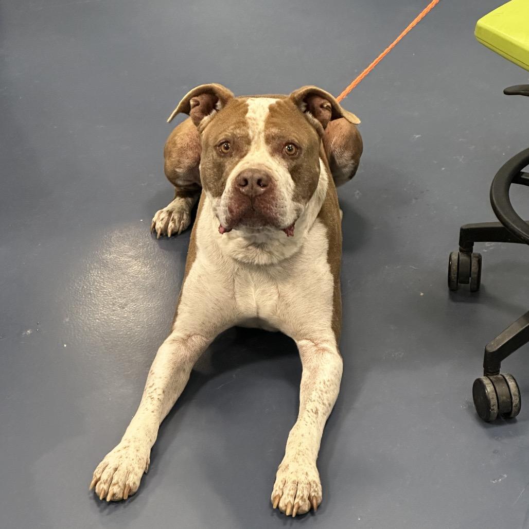 Oak, a Adoptable Pit Bull Terrier in Greensboro, NC image 3/6