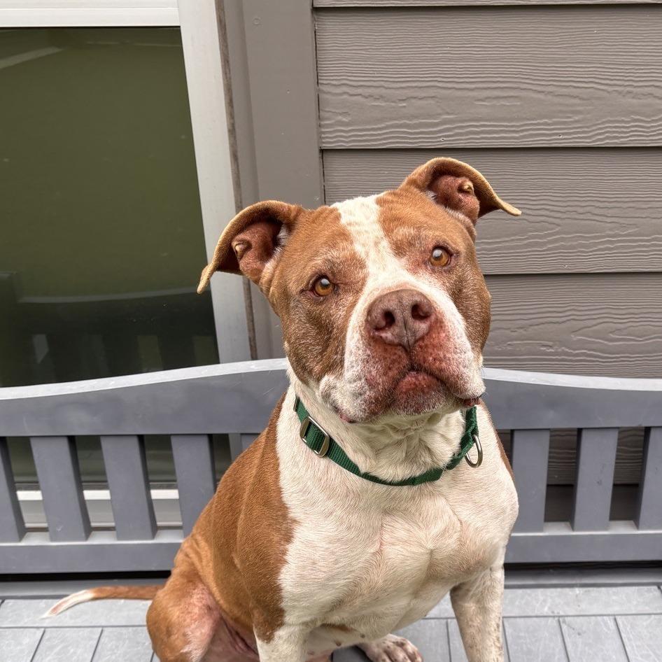 Oak, a Adoptable Pit Bull Terrier in Greensboro, NC image 4/6