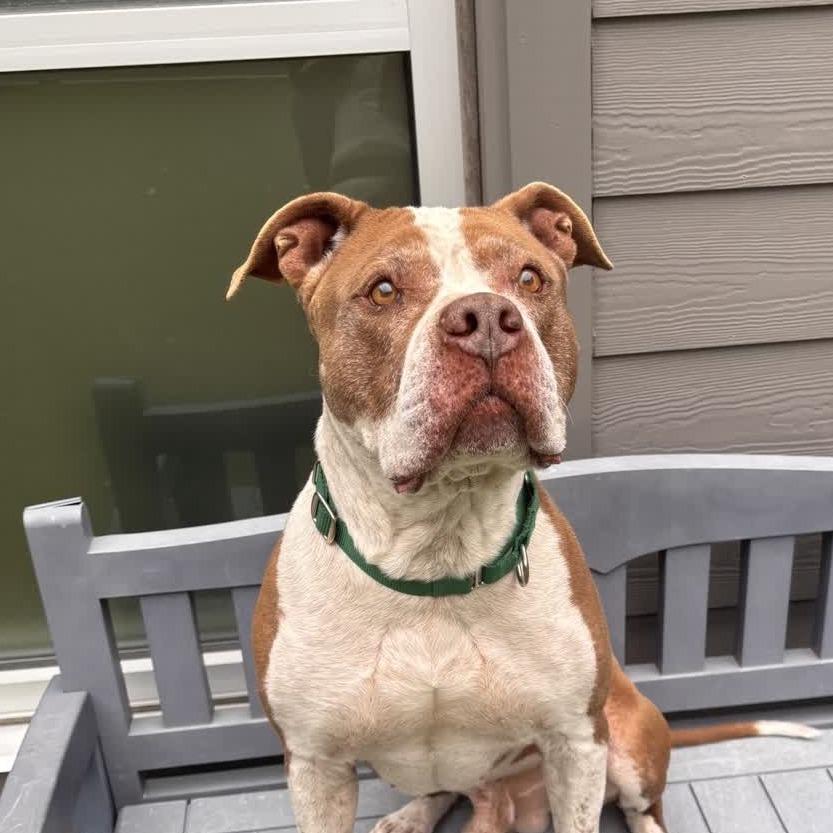 Oak, a Adoptable Pit Bull Terrier in Greensboro, NC image 5/6