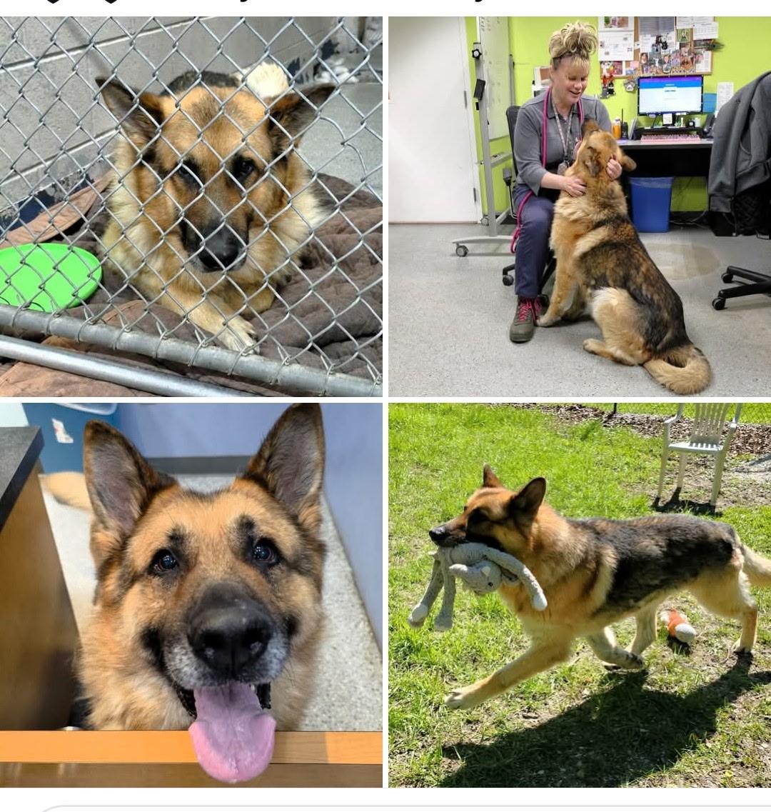 Sawyer, ADOPTABLE, Senior Male German Shepherd Dog.