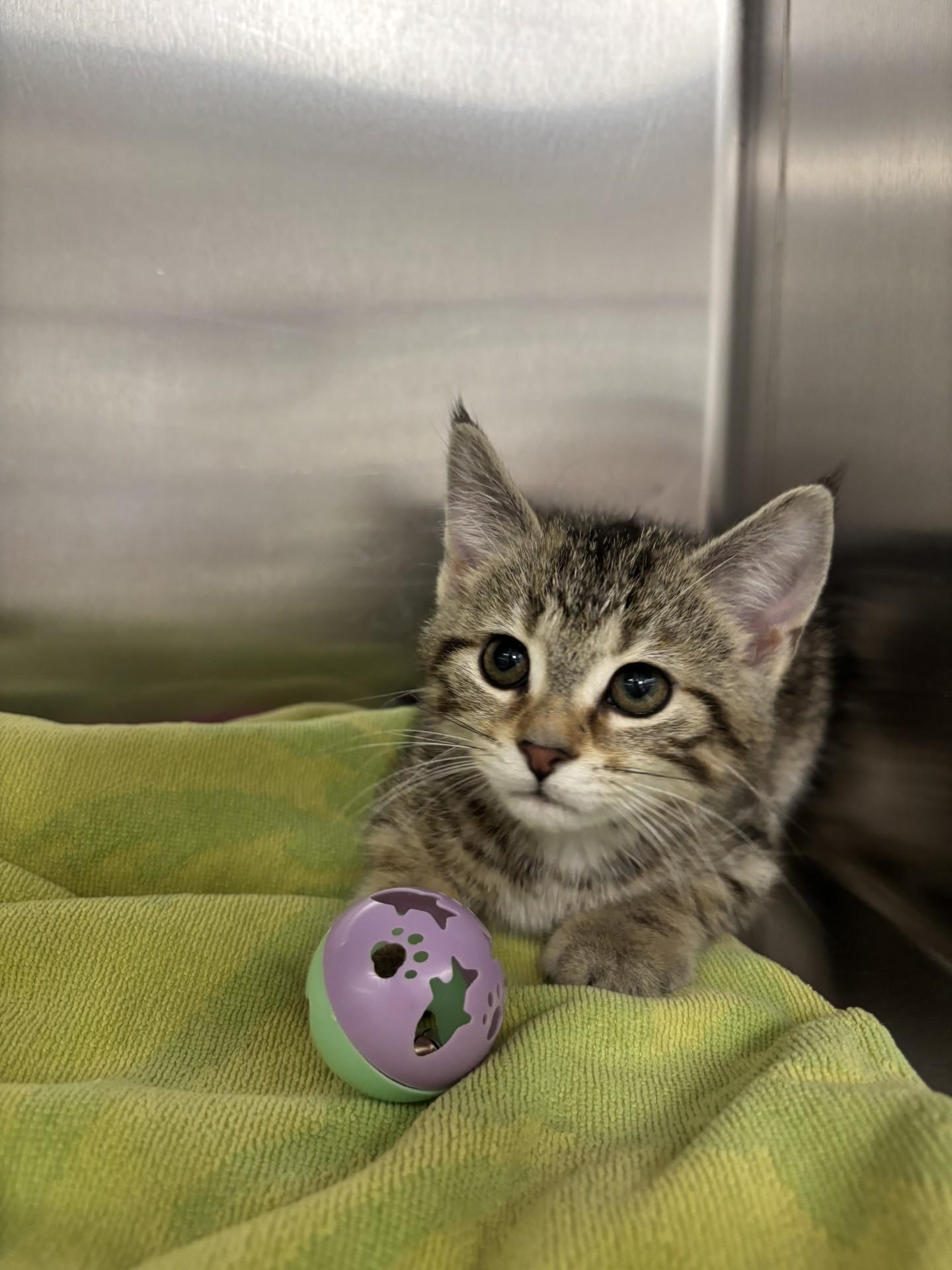 Hedgehog, an adopted Domestic Medium Hair in Yorkville, IL image 3/5