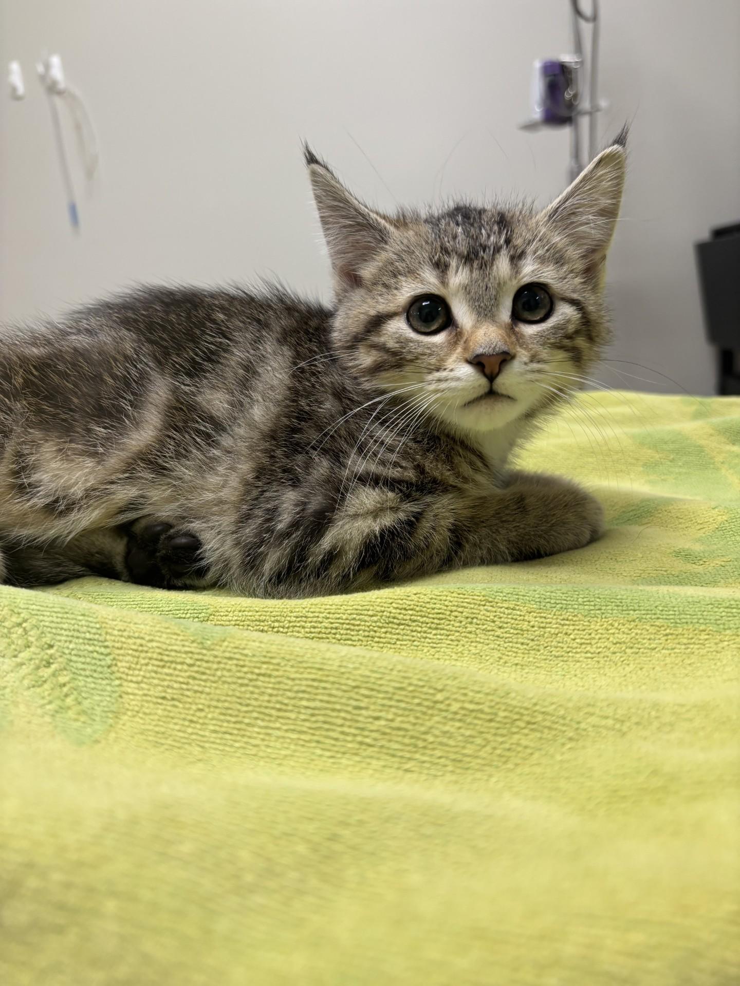 Hedgehog, an adopted Domestic Medium Hair in Yorkville, IL image 4/5