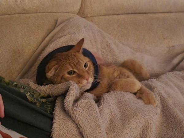 Enlarge Kieran, a ADOPTABLE Domestic Short Hair in Duluth, GA image 3/3