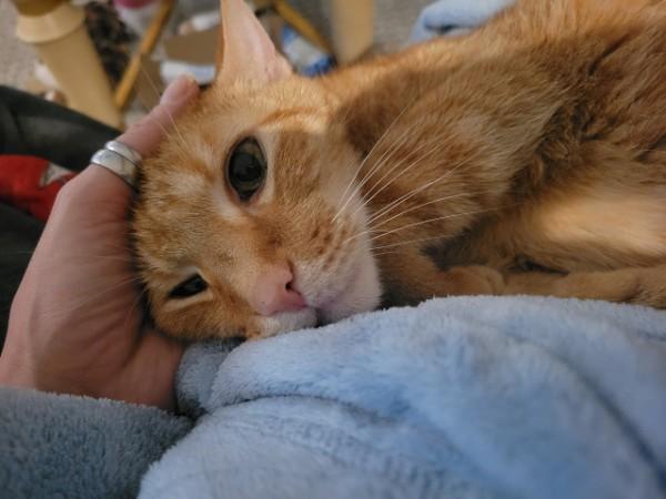 Enlarge Kieran, a ADOPTABLE Domestic Short Hair in Duluth, GA image 2/3