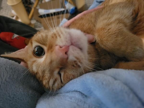 Kieran, ADOPTABLE, Senior Male Domestic Short Hair.