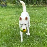 Molly, a ADOPTABLE mixed breed in Albany, NY image 1/2