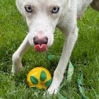 Molly, a ADOPTABLE mixed breed in Albany, NY image 2/2