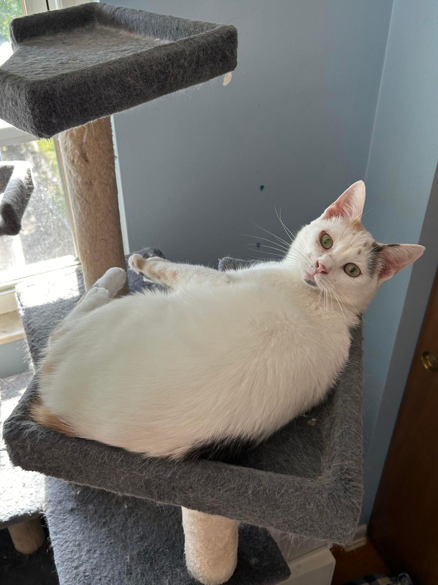 Enlarge Storm, a Adopted mixed breed in Cincinnati, OH image 3/3